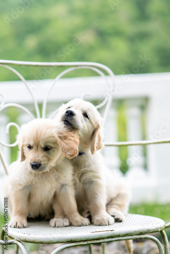CUCCIOLI GOLDEN RETRIVER