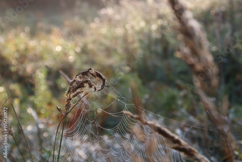 spiderweb  on the grass