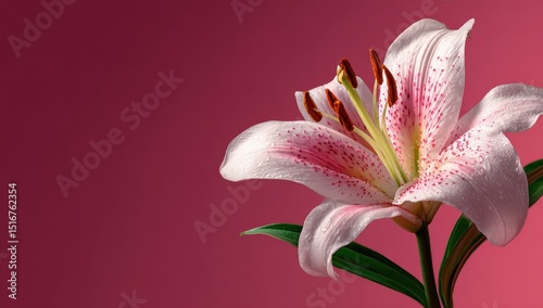 A beautiful white lily flower on the right side of an isolated pink background, with detailed and vibrant petals, a green stem holding it up, in high resolution.