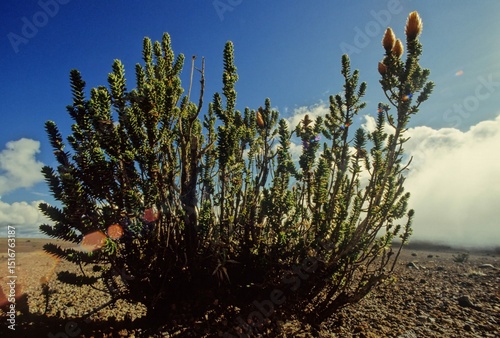 Chuquiraga jussieui