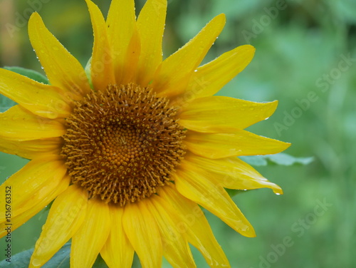 sunflower on a green background with morning dew