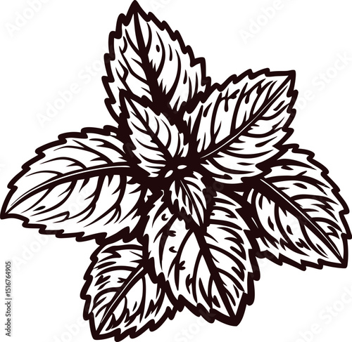 Hand drawn mint plant leaves illustration, vintage engraved botanical drawing, herbal foliage ornament
