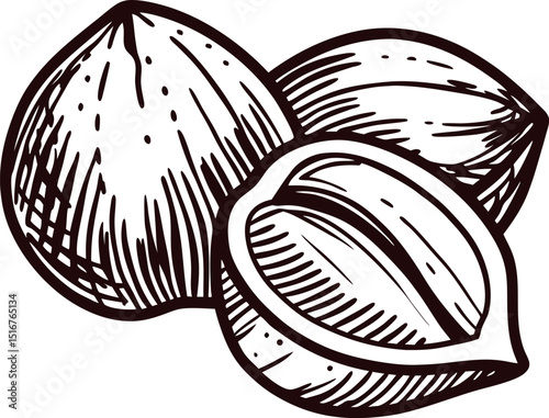 Hand drawn hazelnuts isolated on white vintage engraved nut sketch, whole and cracked shell detailed illustration