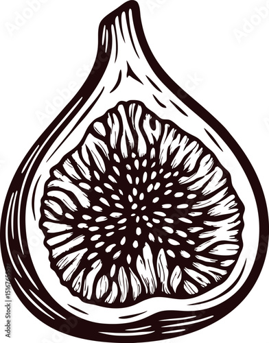Vintage engraved drawing of a fig fruit sliced in half showing detailed seeds interior illustration