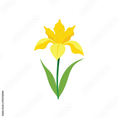 Iris flower on white background