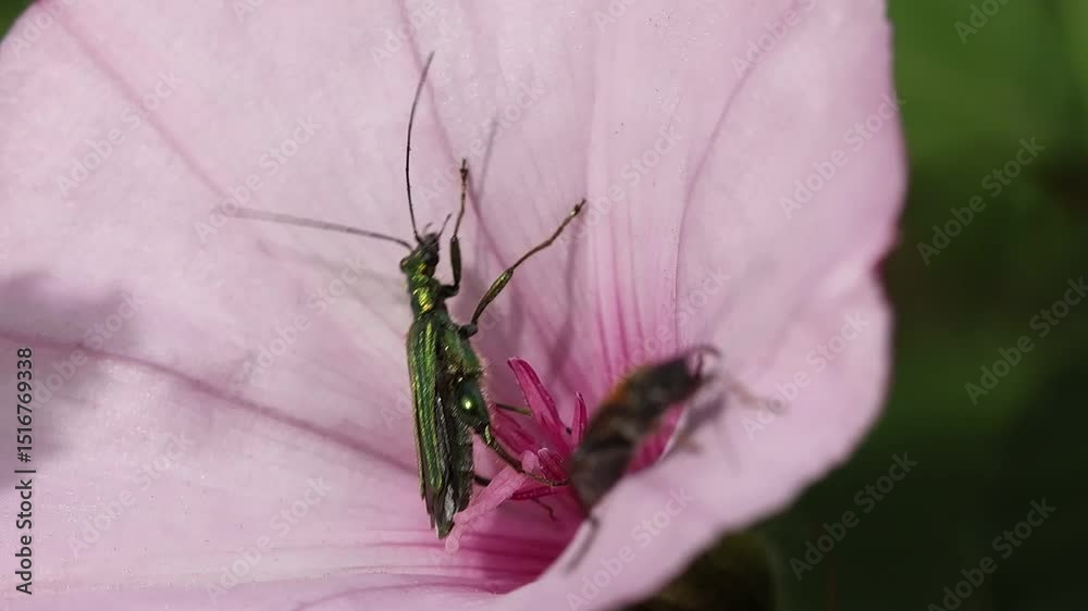 Pelea entre Oedemera nobilis y Oedemera femorata en flor campanilla rosa Convolvulus althaeoides, Alcoy, España