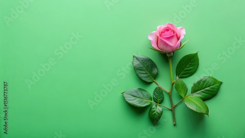 A single pink rose with vibrant green leaves rests elegantly on a smooth, pastel green background, creating a minimalist floral image perfect for various design projects.
