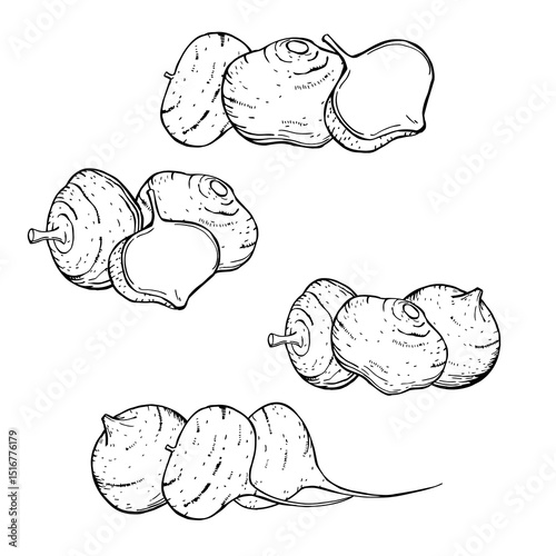 Hand-drawn Pachyrhizus erosus ( jícama or Mexican turnip).  Vector sketch illustration