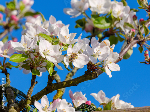 Apfelblüten vor blauem Himmel