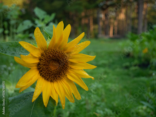 Sunflower by the forest