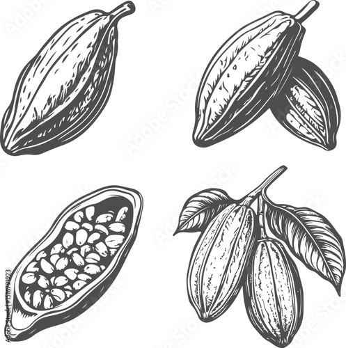 Set illustrations of cocoa bean isolated on transparent background. Vector graphics
