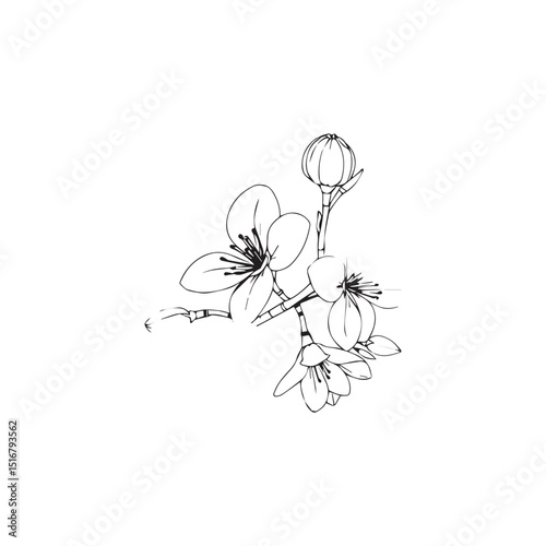 Elegant line art drawing of cherry blossoms branch