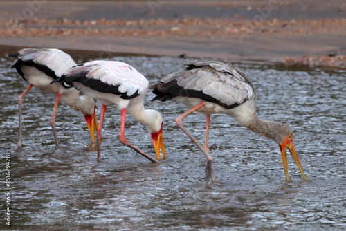 Storks Fishing