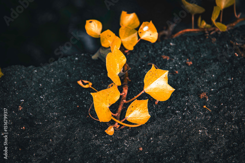 Canvas Print Dramatic photos of landscaping, flowers,