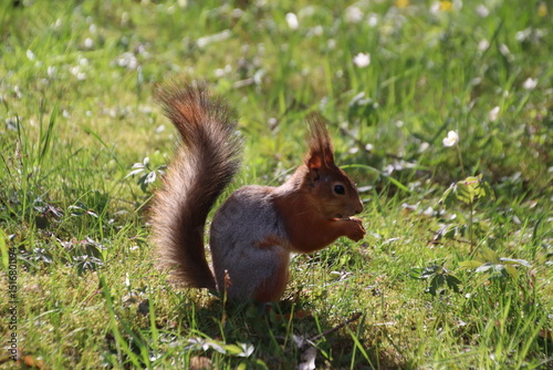 squirrel eating nut
