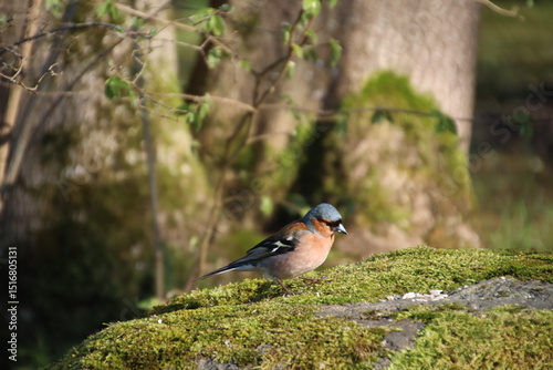 finch on the rock