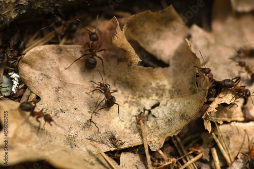 Anthill in the forest, ants on anoak leaf, groundcover