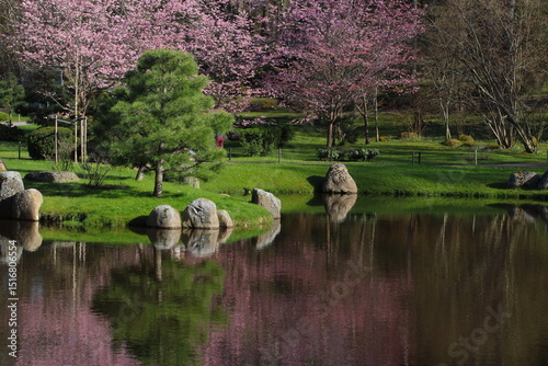 bloiming sakura and pond
