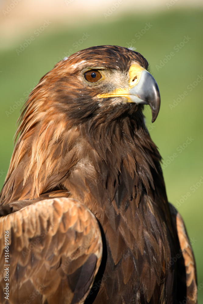 Obraz premium Close up of an adult golden eagle, Mongolia