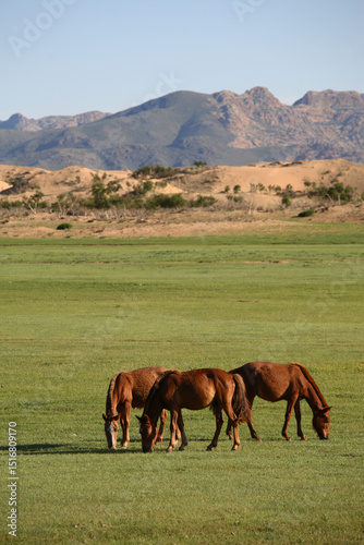 Horses in the steppe, Mongolia