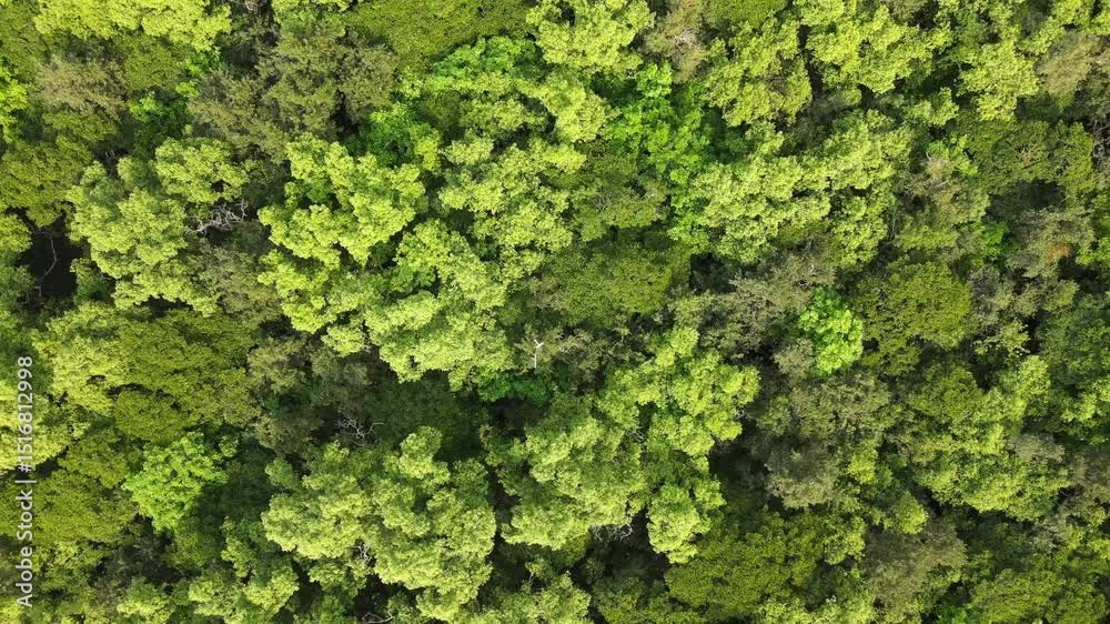 4K Bird’s Eye View of Mangrove Forest in the Sundarbans, Khulna – Aerial Environmental Footage for World Environment Day 4K Bird’s Eye View of Mangrove Forest in the Sundarbans, Khulna – Aerial Environmental Footage for World Environment Day