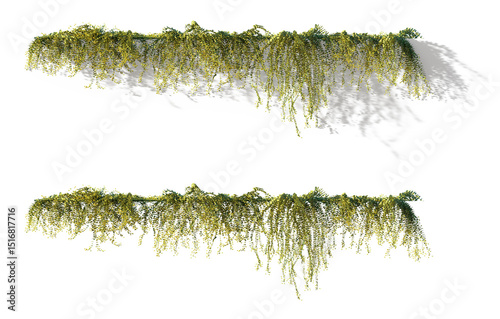 Картината върху платно flowering hanging ivy plant Lysimachia nummularia with shadow isolated png on a