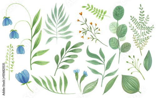 Set of flowers, leaves, floral watercolor illustrations hand drawn isolated on white background. Spring and summer set of colorful plants.