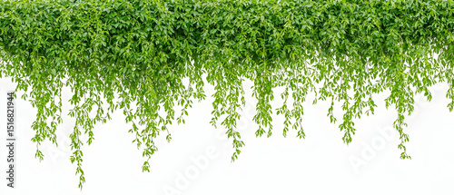 Green Hanging Foliage On White Background