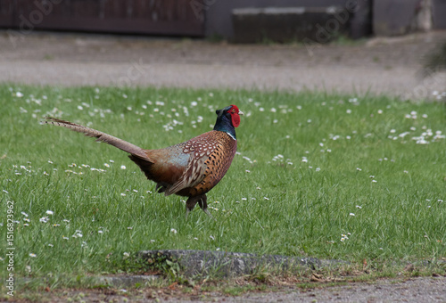 Fasan, lat.: Phasianus colchicus, Hahn