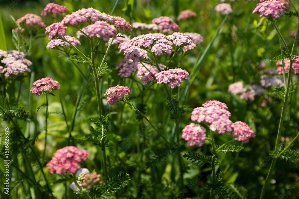 Blooming yarrow flowers on summer meadow, selective focus. Floral meadow for publication, poster, calendar, post, screensaver, wallpaper, postcard, cover, website. High quality photo Blooming yarrow flowers on summer meadow, selective focus. Floral meadow for publication, poster, calendar, post, screensaver, wallpaper, postcard, cover, website. High quality photo