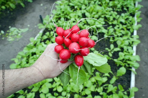 Farmer or agronomist holds a bunch of young red radishes against the background of a bed where radishes grow. Hand holding red radish.