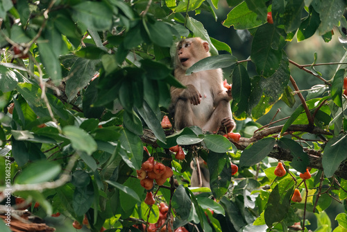 Photography pig-tailed macaque sitting on tree branch eating ripe fruits in tropical rainfor