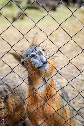 Curious Patagonian mara presses nose against metal fence in outdoor zoo. Concept of gentle nature, enclosure evokes themes of captivity and animal behavior