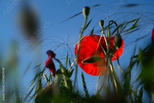 Fototapeta Naklejka Na Ścianę i Meble -  Blossom red poppy or poppies field meadow for blue sky in natural summer.	