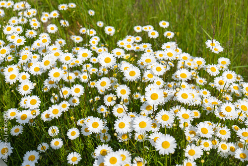 Fototapeta Naklejka Na Ścianę i Meble -  Blooming oxeye daisies (Leucanthemum vulgare) with white petals and yellow centers in a green meadow on a sunny spring or summer day.