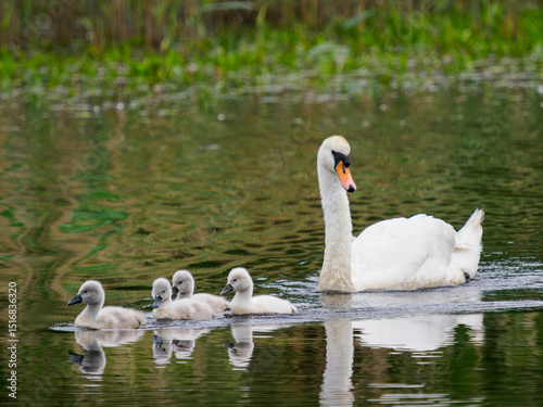 Fototapeta Naklejka Na Ścianę i Meble -  family of swans