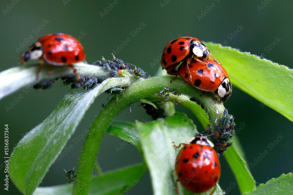 Fototapeta premium Ladybugs mate in an aphid nest on a willow branch, ladybirds, Coccinellidae feed on aphids and are used as natural pest control