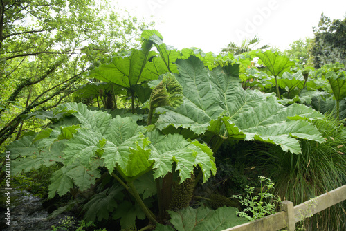 Bild auf Leinwand Plante géante Gunnera Manicata