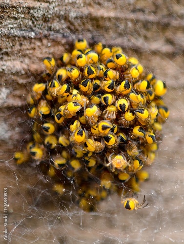 A ball of baby spiders, these spiders are the produce of the Araneus diadematus species, which lays anywhere from 300 to 800 eggs each autumn and hatch in the Spring