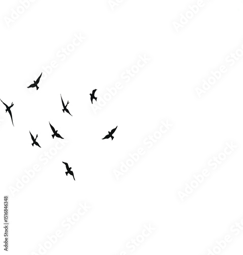Flying birds silhouettes on white background. Vector illustration. isolated bird flying. tattoo design.