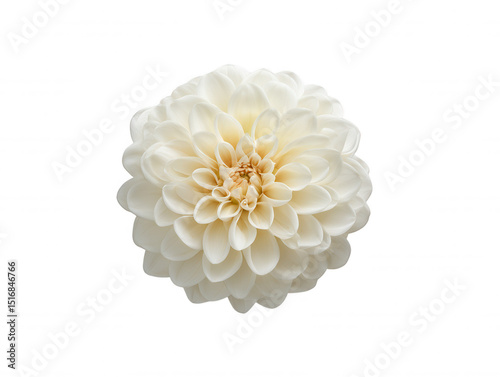 A pristine white dahlia blossom with delicate petals gracefully unfolds, its gentle curves creating a captivating floral masterpiece against a stark white background.