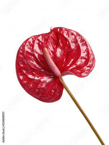 A vibrant red anthurium flower with a prominent spadix and a glossy texture is isolated against a clean white background, showcasing its exotic beauty.