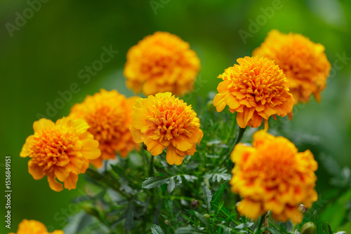 Fototapeta Naklejka Na Ścianę i Meble -  marigold flowers in a garden on green background