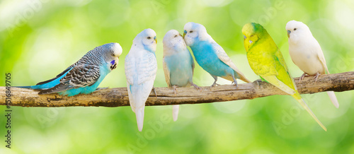 Foto Colorful budgerigars perching on branch of tree on green background