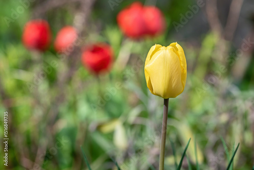 Yellow tulip in the garden, shallow depth of field.