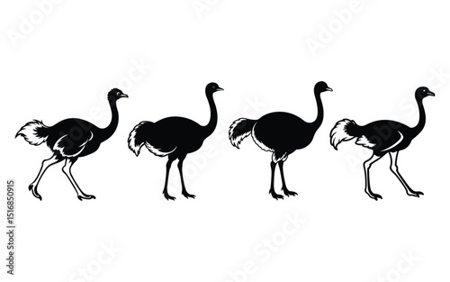 Vector illustration shows two isolated pink flamingos and a cartoon ostrich, depicting wild birds.