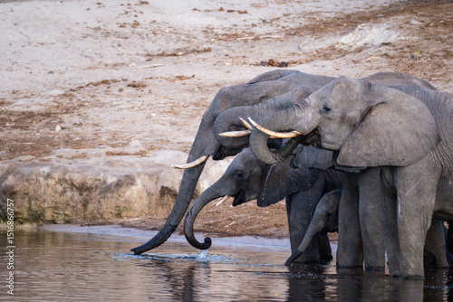 Photography A family of elephants ordered by size, the little one tucked safely below