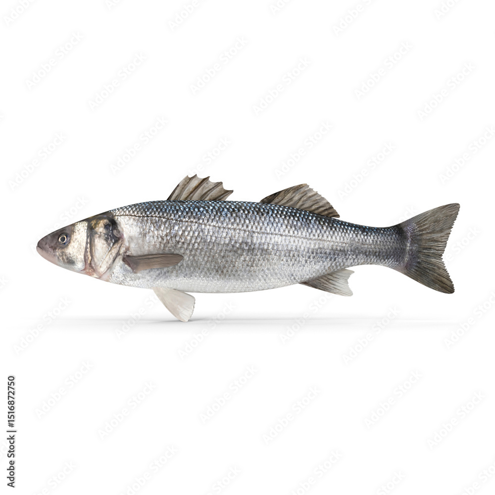 Naklejka premium Seabass Fish isolated on transparent background