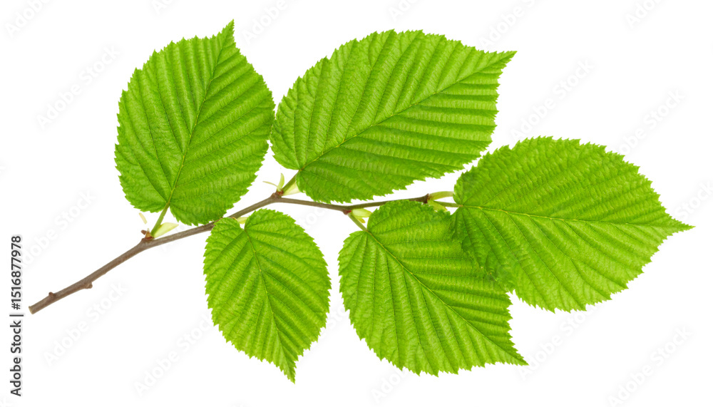 Witch hazel branch highlighting verdant foliage, green leaves emerging against transparent background, botanical graphic element Witch hazel branch highlighting verdant foliage, green leaves emerging against transparent background, botanical graphic element