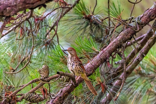 Brown trasher (Toxostoma rufum) sitting on the pine